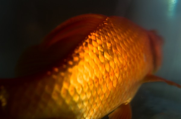 TET Goldfish